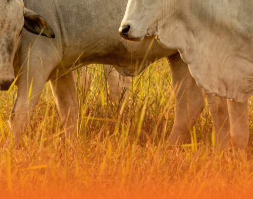 inicio sectores alimentacion